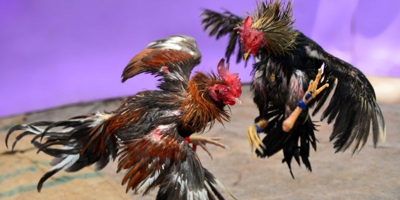 xsmn cn nổ hũ tiếng anh là gì