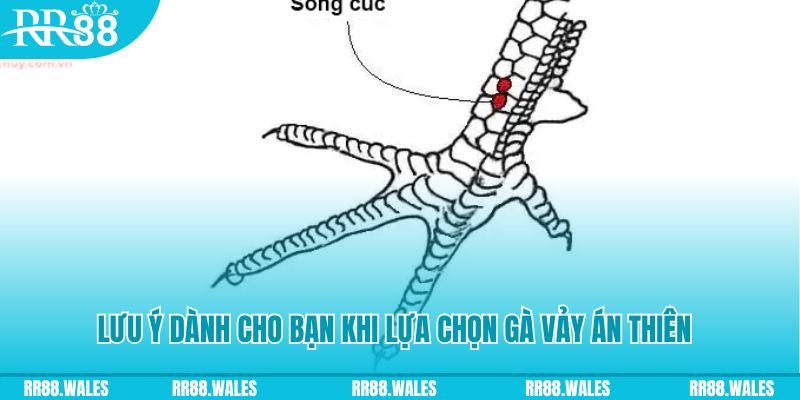 xsmn cn how to play roulette at casino