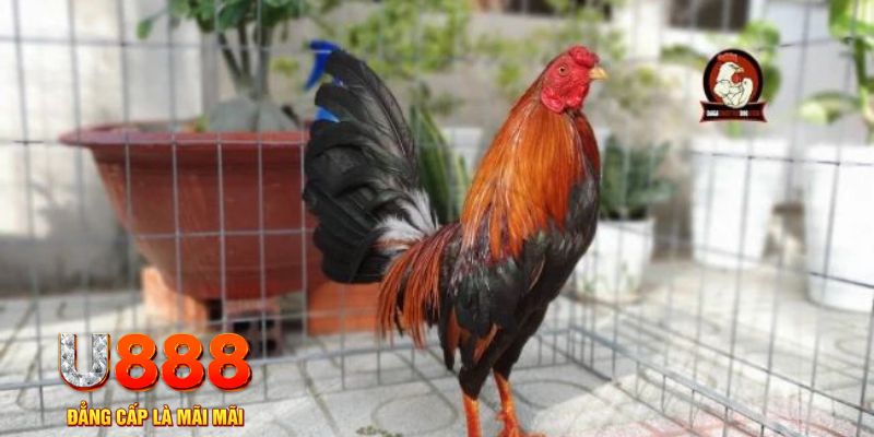 xsmn cn tải nổ hũ trên máy tính