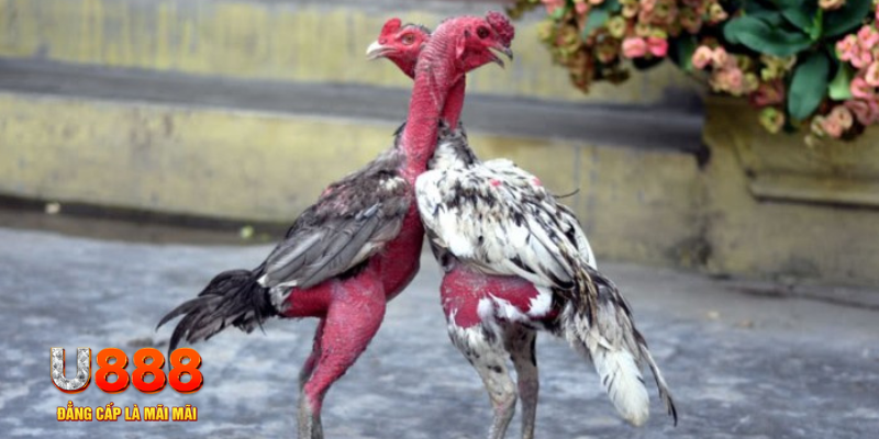 xsmn cn bàn cầu điểm số tay trước trong baccarat là gì