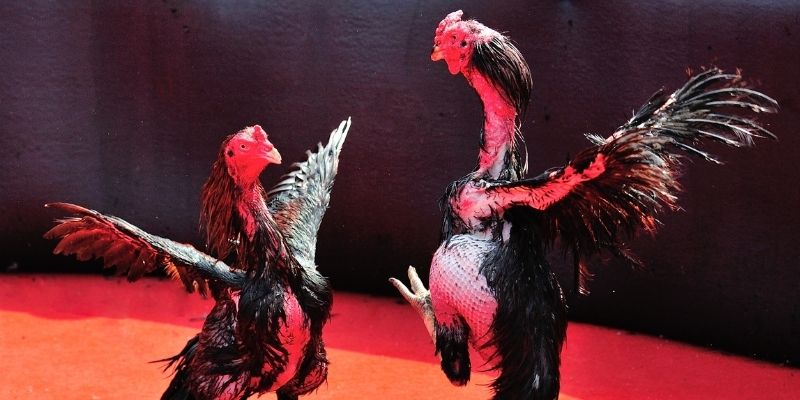 xsmn cn Spribe Điện Tử